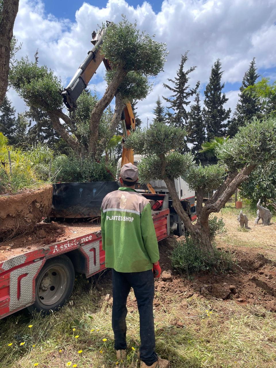 Aménagement Paysager 6