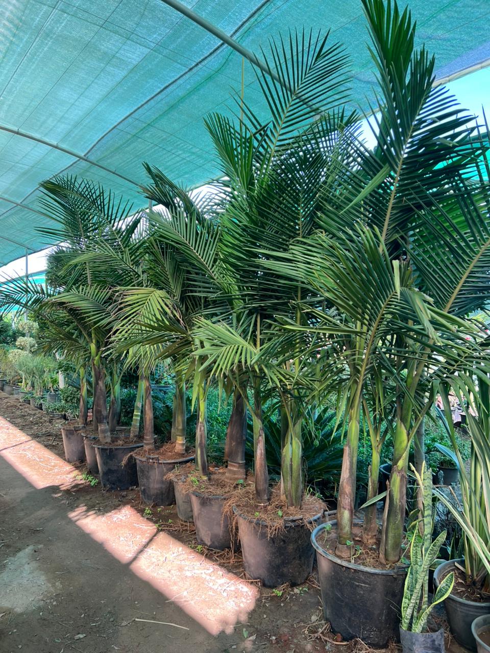 Areca catechu