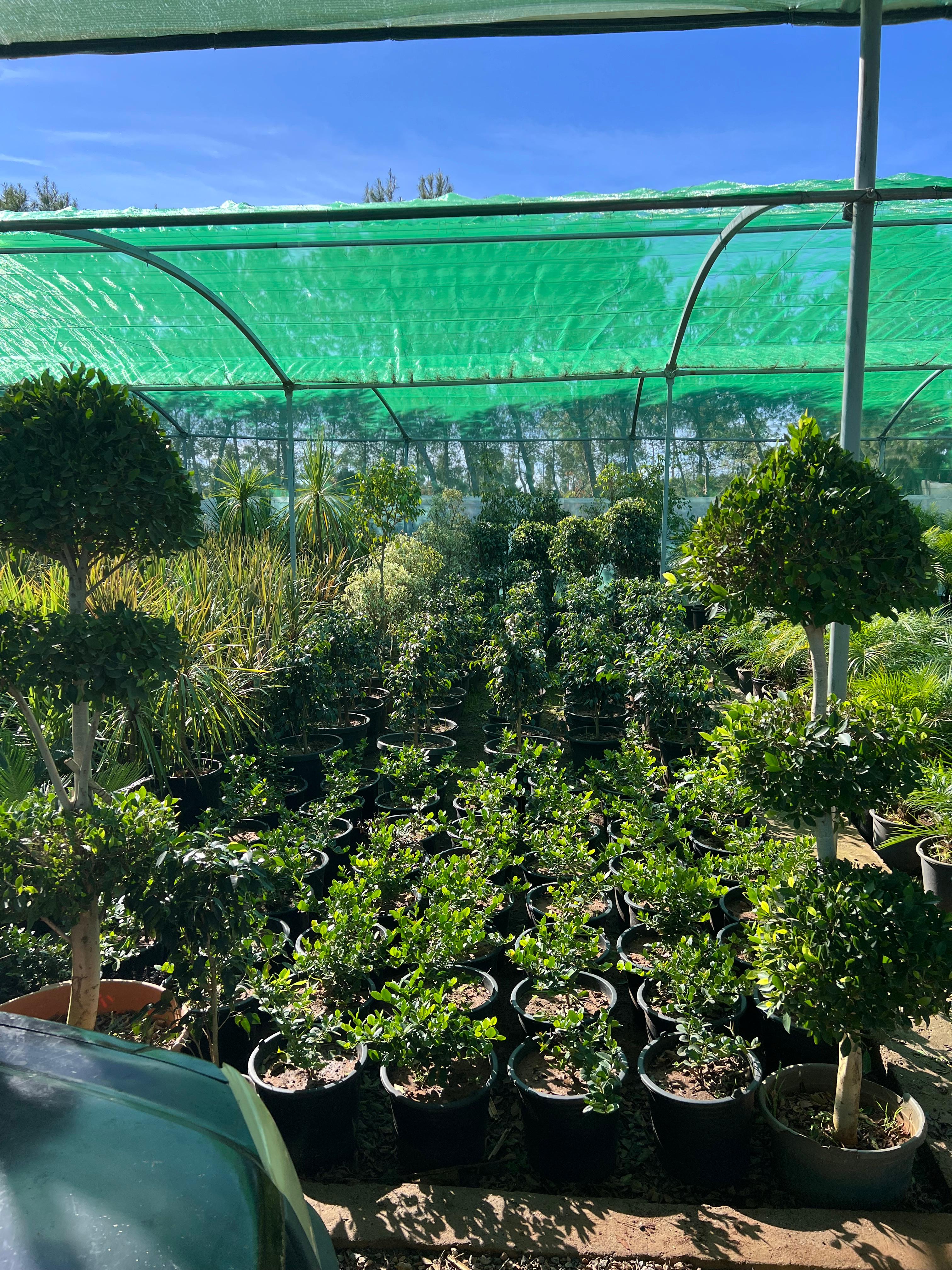 Entretien des plantes